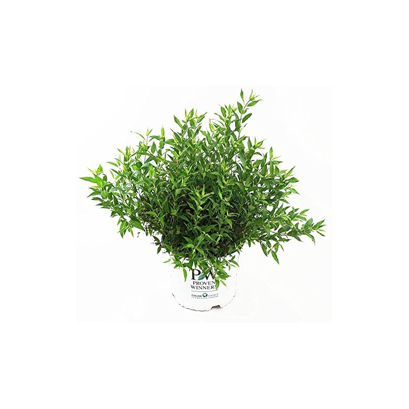 Proven Winners - Deutzia Yuki Snowflake (Yuki Snowflake Deutzia) Shrub,