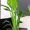 YOYEAH Plant Support Set of 15, 27 cm Plant Holder