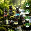 Aceites Esenciales Aromaterapia Set Botellas Kit Elaborado Ingredientes Naturales Adecuado