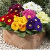 22Day Seeds: Seeds Evening Primrose Garden Mix/Primula/Perennial Flowers
