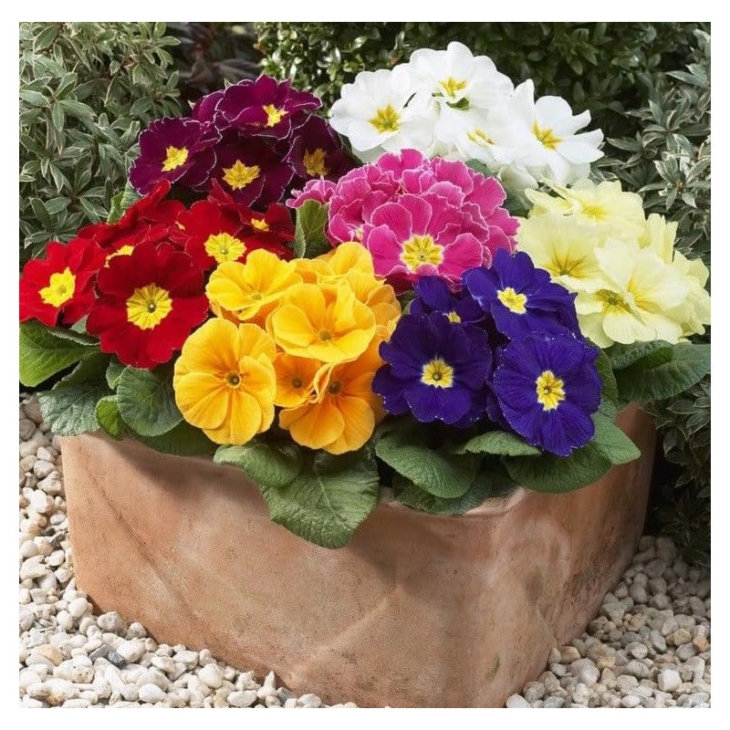 22Day Seeds: Seeds Evening Primrose Garden Mix/Primula/Perennial Flowers