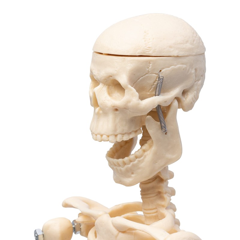 Small Anatomical Mini Skeleton Model, 45 cm, beige
