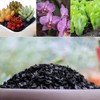 Doter Horticultural Charcoal for Plants 4 qt, All Natural Hardwood