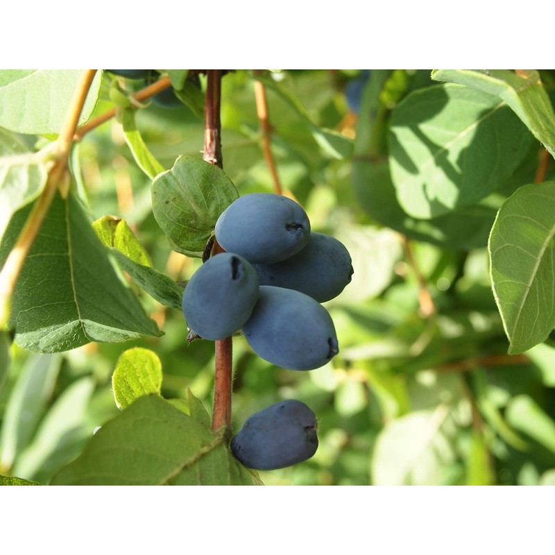 Haskap Beauty Plus Treatment 360ml