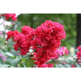 Bundle of 12 - Dynamite Crepe Myrtle Trees - DEEP RED Blooms - Quart Containers - FIBROUS Root System - Grown by Crape Myrtle Guy - Live Plants - 1 Foot Tall