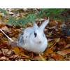 Calvendo Rabbit in Autumn Leaves