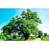 55 Camphor Tree Seeds Cinnamomum camphora camphorwood Camphor Laurel