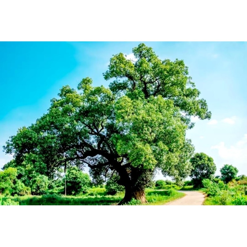 55 Camphor Tree Seeds Cinnamomum camphora camphorwood Camphor Laurel