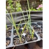 Unbranded (1) 5"-8" HIGH RED YUCCA 1 YEAR OLD SEEDLING