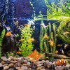 FINIKIS 2lbs Black Pebbles for Indoor Plants, 1-2Inch Natural River