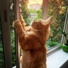 QILUCKY Nylon Cat Protection Net for Balcony, Transparent, Can Be