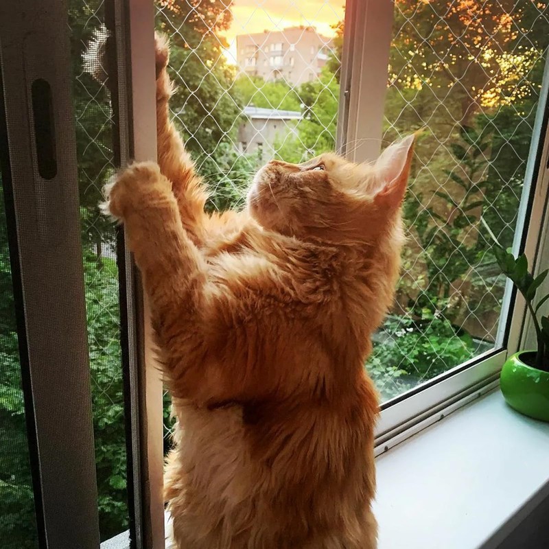 QILUCKY Nylon Cat Protection Net for Balcony, Transparent, Can Be