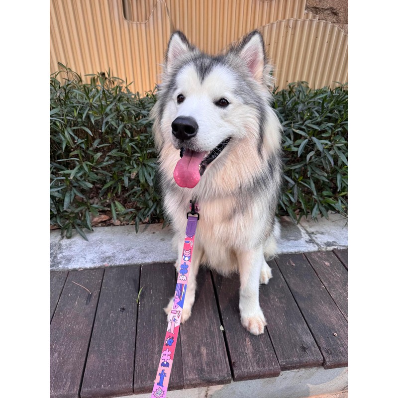 PawView Dog Collar & Lead Set with QR Code ID