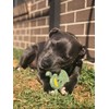 SodaPup USA-K9 Skull Nylon Toy - Durable Nylon Chew Toy