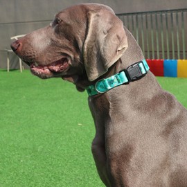 Designer Dog Collar for Medium Dogs, Cute Flower Dog Collars for Dogs, Adjustable Dog Collar with Ring (#1-Multicolor A, M)