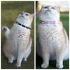 Spiked Cat Collar with Bells, Breakaway Genuine Leather Protective Collar