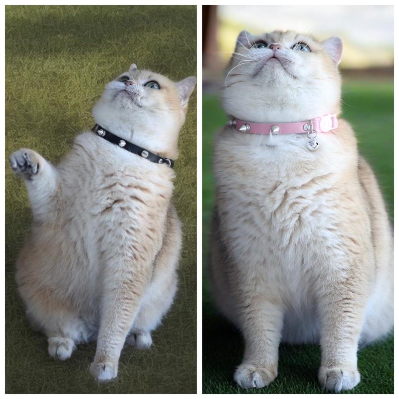 Spiked Cat Collar with Bells, Breakaway Genuine Leather Protective Collar