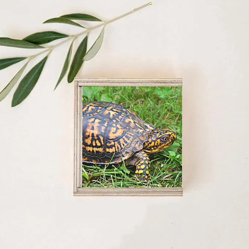 Fabulous Wooden Box - Turtle of Earth Black and Yellow