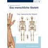 Anatomie Lernposter: Das menschliche Skelett