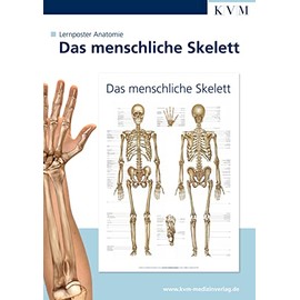 Anatomie Lernposter: Das menschliche Skelett