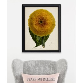 Giant Sunflower Botanical Illustration-Helianthus Californicus Insignis 18x24 Unframed Print, Vintage Scientific Art Style, Floral Art for Classroom, Office, Living Room, Sunroom, Cottagecore Décor