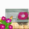 Outsidepride 500 Seeds Annual Ipomoea Purpurea Morning Glory Crimson Rambler