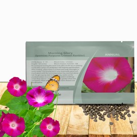 Outsidepride 500 Seeds Annual Ipomoea Purpurea Morning Glory Crimson Rambler Climbing Vine Flower Seeds for Planting