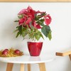 espidoo 2-Pack Self-Watering Planter Pots: Red Round Cone ABS Planters