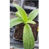 Arnica Plant - 2 Pack - Live - 3” Pot