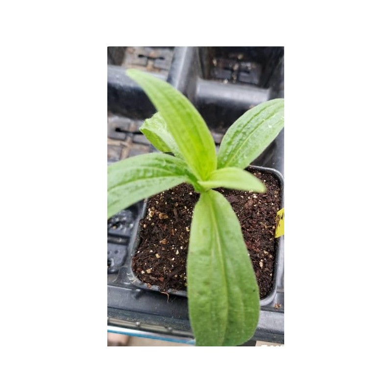 Arnica Plant - 2 Pack - Live - 3” Pot