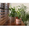 D'vine Dev Set of 2 Terracotta Pots, 4 Inch &