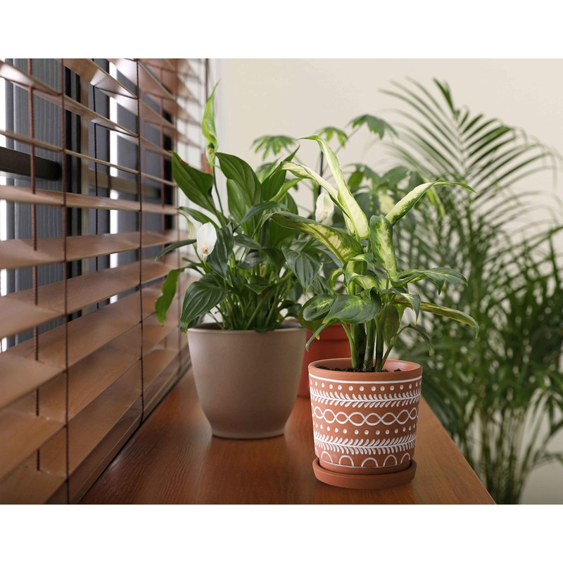 D'vine Dev Set of 2 Terracotta Pots, 4 Inch &