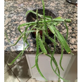 40 WHITE DRAGON FRUIT Cactus seeds, Pitaya-also a great house plant - FREE S/H