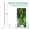 Mcbazel 63 Inch Moss Pole for Plants Monstera, Monstera Plant