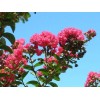 Us Seller Crepe myrtle tree seeds 50 seeds.