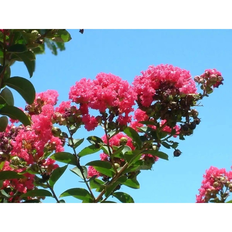 Us Seller Crepe myrtle tree seeds 50 seeds.