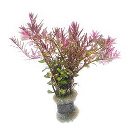 SubstrateSource Live Aquarium Red Stem Plants - Freshwater Aquatic Plant for Fish Tanks, Aquascaping - (Rotala Blood, 4 Bunches)