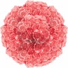 Cut Flowers - 100 stems Carnations - Fresh Flowers (Pink)