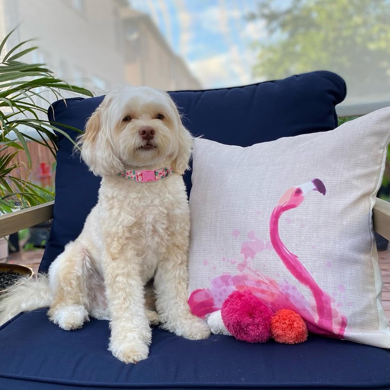 Spring Summer Dog Collar 2 Pack, Flamingos Cactus Print Hawaiian