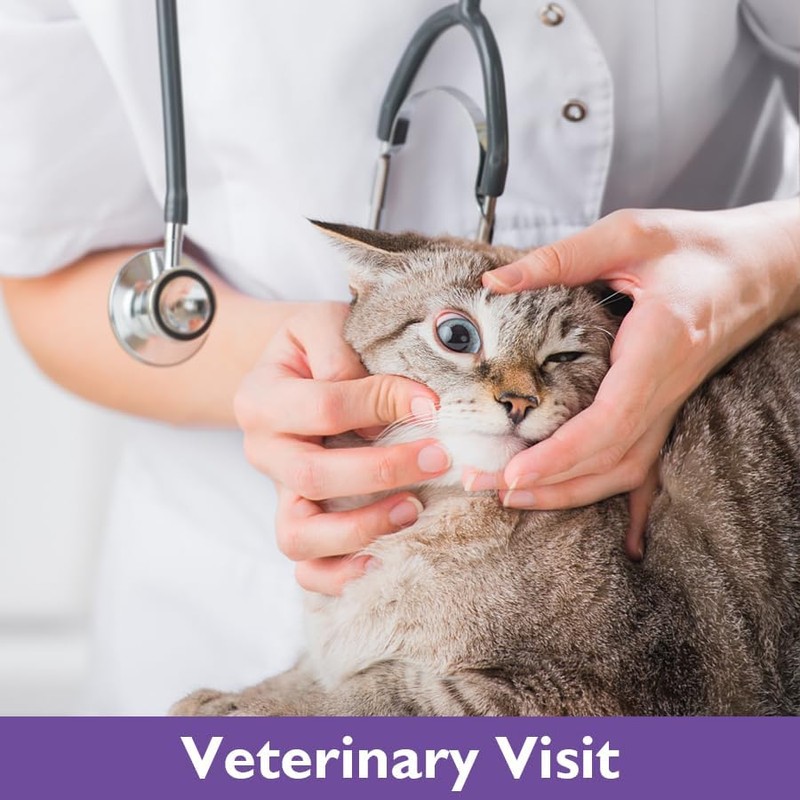 Hillinkit 3 Pack Calming Collar for Pets, Cats and Kittens