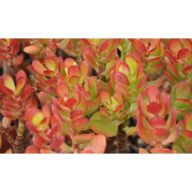 Succulent Crassula Ovata Compact Jade Baby Jade Plant 5 Fresh Cuttings