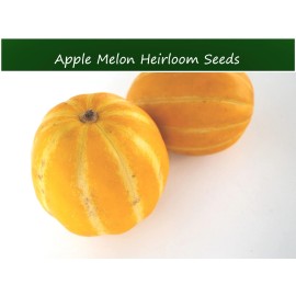 Serendipity Seeds Vegetable Seeds -Apple Melon -Cucumis melo var dudaim- 20 Heirloom Seeds - 20 Seeds