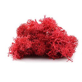 Preserved Reindeer Moss - 2 oz Bag (red)