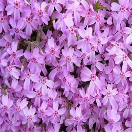 1000pcs/pack Phlox Seeds for Planting Mixed Color - Popstars Phlox Creeping Ground Cover - Annual Flower Seed for Home and Garden
