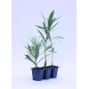 CitronellaKing 3 White Oleander “Sister Agnes” Nerium Oleander, 2.5" Nursery