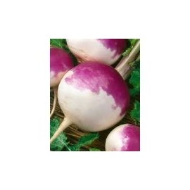 White Globe Purple TOP Turnip 5 LB.