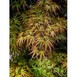 Kamagata Dwarf Japanese Maple - Live Plant - (2.5 QT)