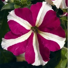 50 Seeds Petunia Seeds Pelleted Petunia Celebrity Rose Star eldcy (Seeds)