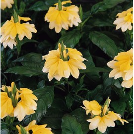 Outsidepride 15 Seeds Perennial Crossandra Yellow Splash Garden Flowers for Planting