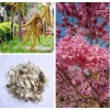 Seed-Top 60 Pink Tabebuia Rosea Seeds Trumpet Tree Handroanthus chrysotrichus